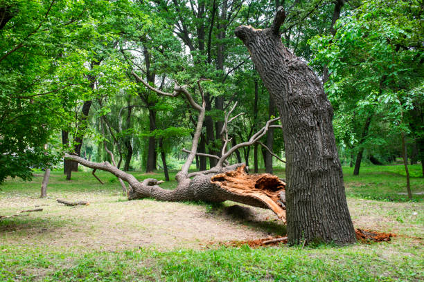 Best Lot and Land Clearing  in Tipton, IA