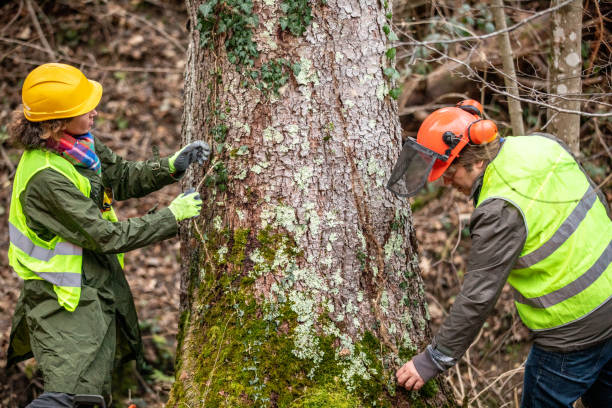 Best Tree Cabling and Bracing  in Tipton, IA