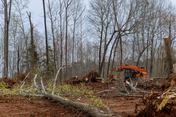 How Our Tree Care Process Works  in  Tipton, IA