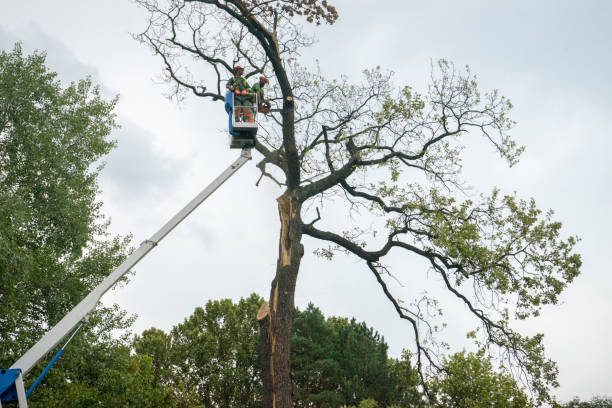 Best Tree Removal Service  in Tipton, IA