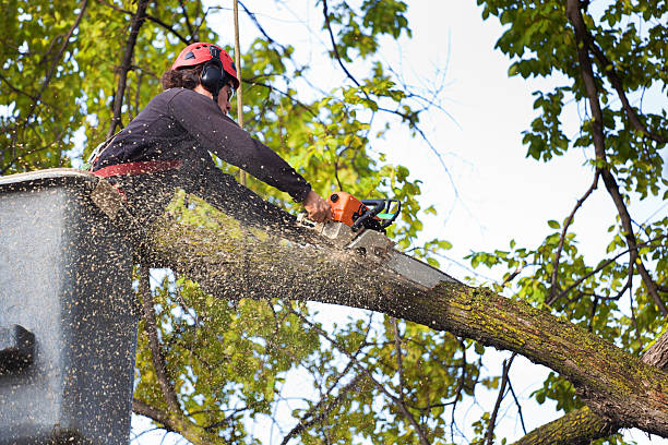 Best Root Management and Removal  in Tipton, IA