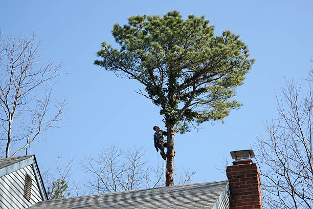 Best Arborist Consultation Services  in Tipton, IA